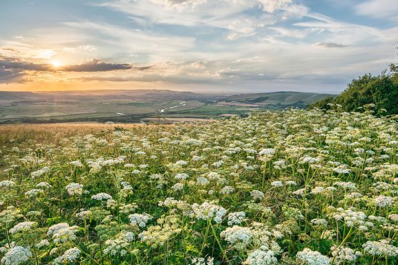 Sunrise in a meadow