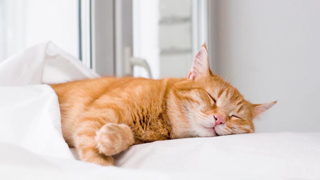 cat sleeping in white blankie